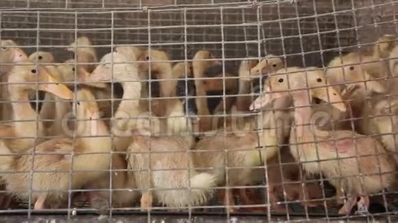 家禽养殖场笼子里的小鸭子视频的预览图