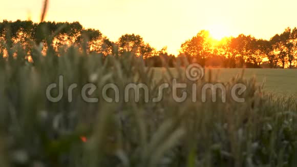 日落或日出时麦场或大麦场4K视频剪辑视频的预览图