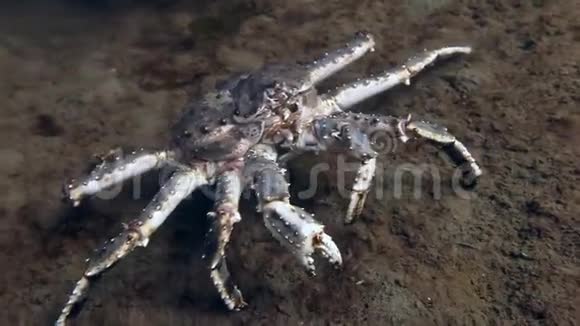 巨大的帝王蟹在巴伦支海水下寻找食物视频的预览图
