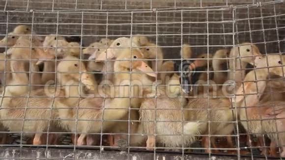 家禽养殖场笼子里的小鸭子视频的预览图
