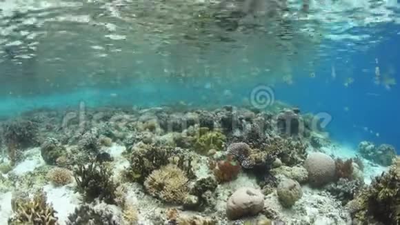 美丽的珊瑚礁和水坝在拉贾安帕特视频的预览图