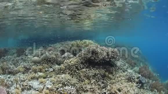 美丽的珊瑚礁和小鱼视频的预览图