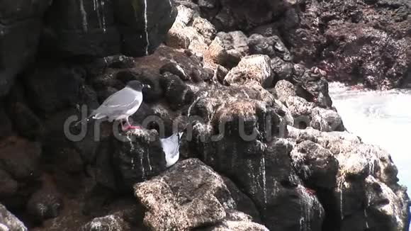 加拉帕戈斯群岛上的鸟海鸥视频的预览图