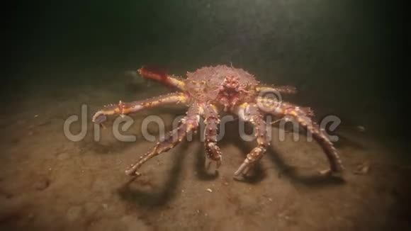 俄罗斯巴伦支海海底巨蟹视频的预览图
