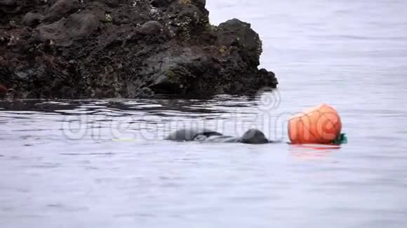济州岛的传统女性潜水员也被称为海涅约在海中采集贝类视频的预览图