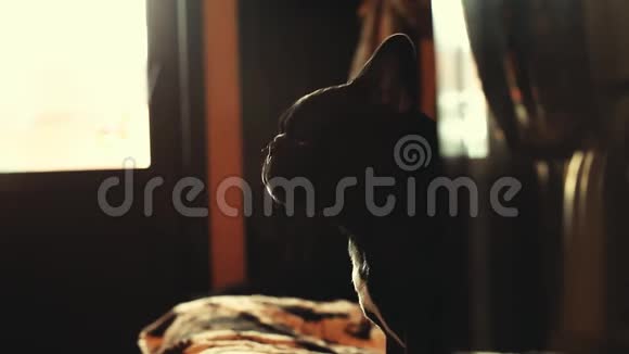 黑色法国斗牛犬之家室内日光视频的预览图