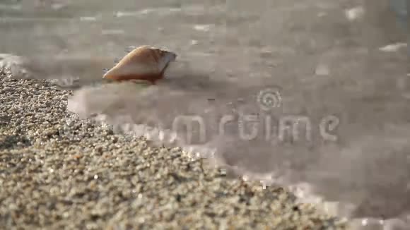 沙滩上的贝壳视频的预览图