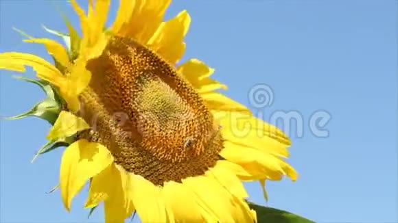 蜜蜂和向日葵视频的预览图