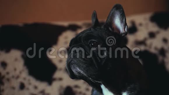 黑色法国斗牛犬之家室内日光视频的预览图