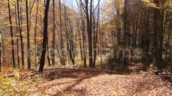 秋天森林里的镜头阳光透过树叶照耀视频的预览图