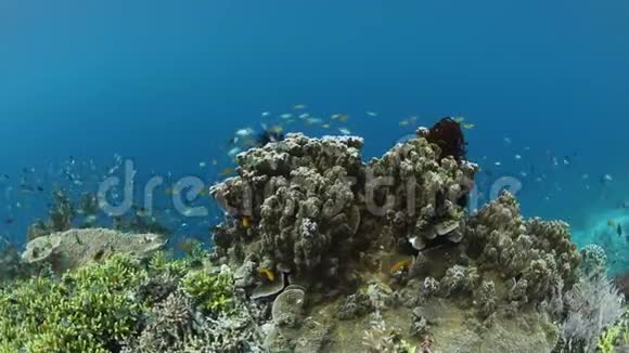 拉贾安帕特的多彩鱼类和健康珊瑚视频的预览图