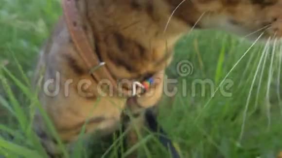 一只猫孟加拉走在绿草上视频的预览图