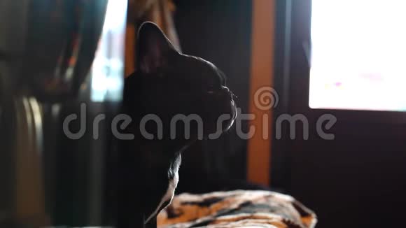 黑法斗牛犬家庭室内日灯视频的预览图