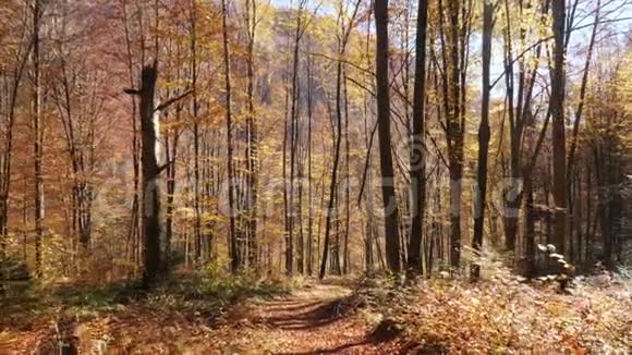 秋天森林里的镜头阳光透过树叶照耀视频的预览图