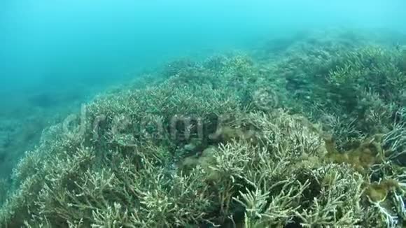 RajaAmpat脆弱珊瑚礁和鱼类视频的预览图