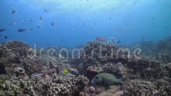 珊瑚礁有很多鱼视频的预览图