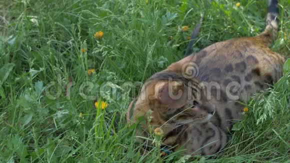 一只猫孟加拉走在绿草上视频的预览图