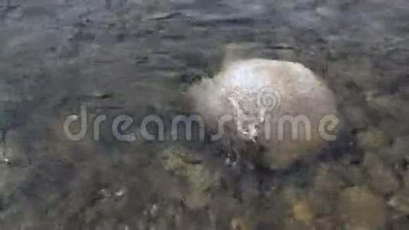 泉水清澈石岩底部在坦尼克山河视频的预览图