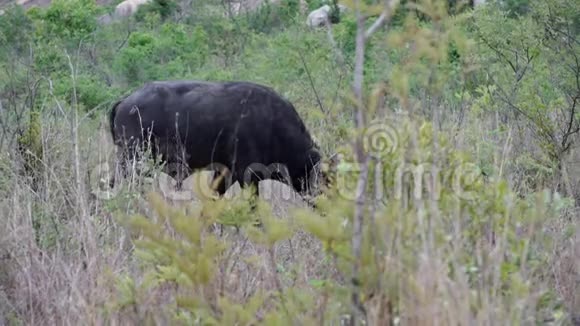 非洲水牛吃草视频的预览图