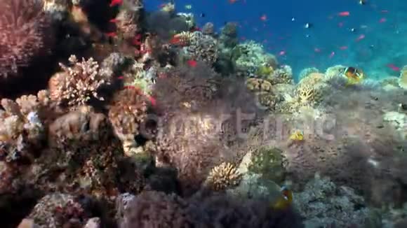 在红海水下的海葵中的小丑鱼视频的预览图
