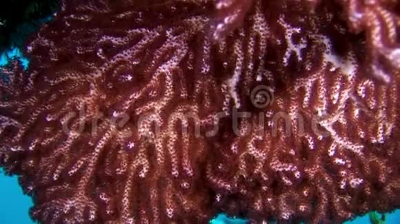 马尔代夫海底的软珊瑚令人惊叹视频的预览图