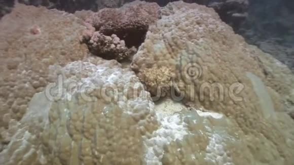 红海水下珊瑚礁的特写视频的预览图
