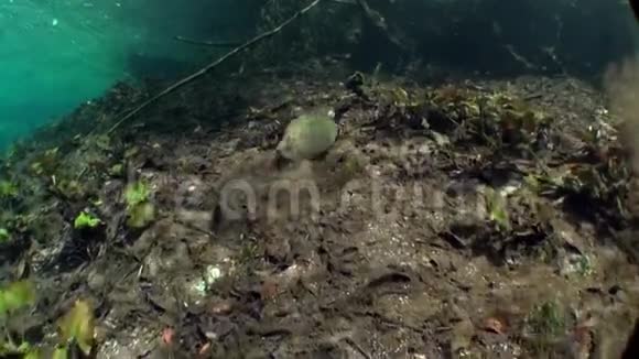墨西哥尤卡坦河在水下视频的预览图