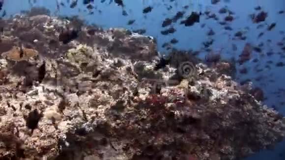 黑鱼学院海底天然海洋水族馆视频的预览图