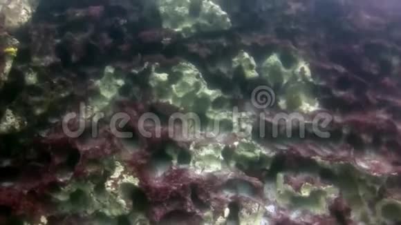加拉帕戈斯海底的鱼视频的预览图
