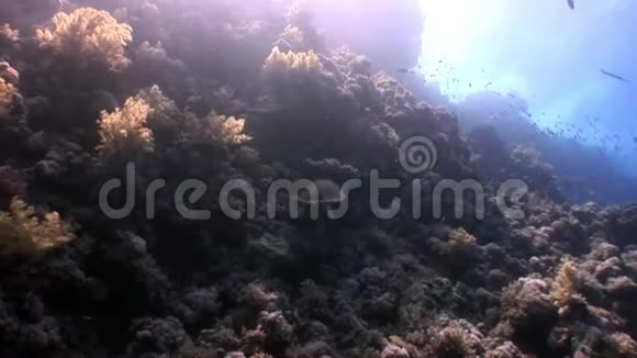 以美丽的红海泻湖为背景的水下海洋自然视频的预览图