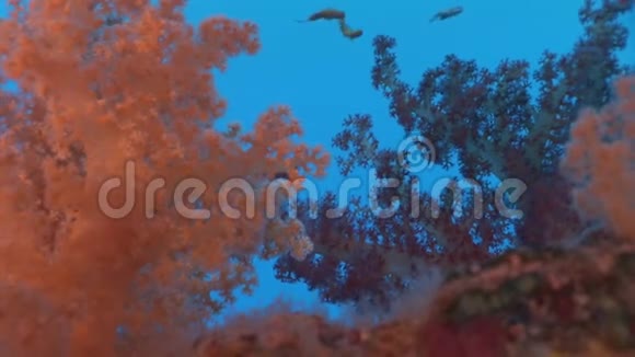 水下放松有关红海珊瑚礁的视频视频的预览图