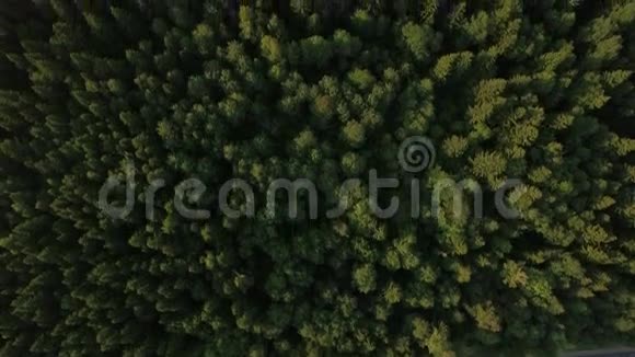 鸟瞰绿色森林视频的预览图
