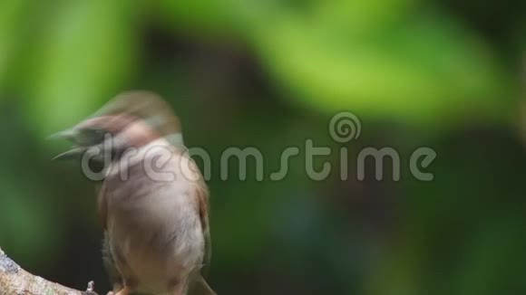 菲律宾玛雅鸟欧亚树麻雀或帕塞尔蒙塔纳斯栖息在树枝上寻找食物视频的预览图