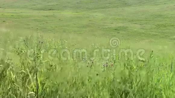 夏天的草在风中视频的预览图