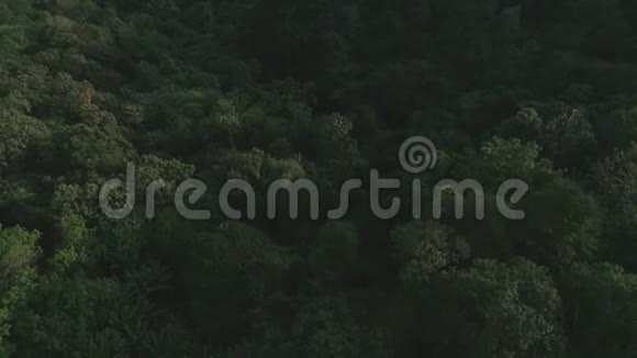 泰国热带丛林无人机飞行野生自然树和棕榈视频的预览图