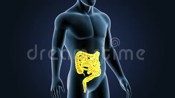 肠在人体中的位置视频的预览图