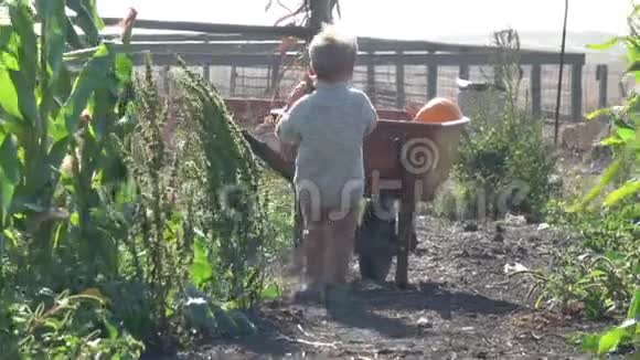 一个在农场里用手推车运南瓜的男孩视频的预览图