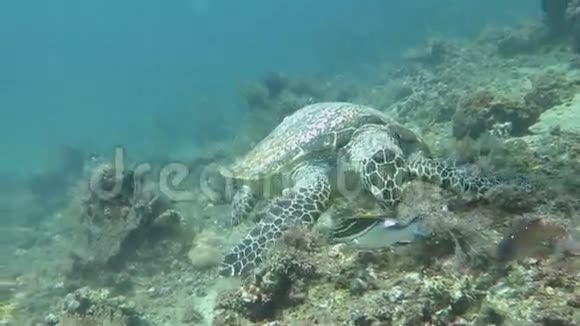 巴厘岛珊瑚礁岛上的海龟流视频的预览图