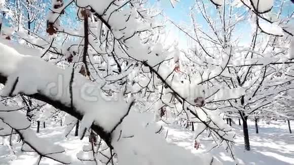 冬天的森林风景视频的预览图
