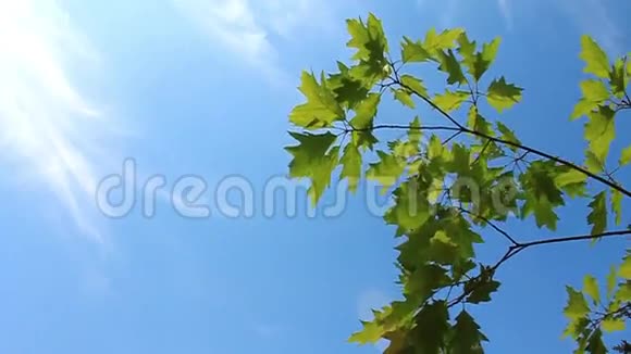绿色树枝视频的预览图