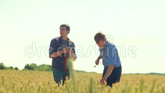 老两个农民正在探索人麦田夏在田麦面包慢视频智能农业视频的预览图