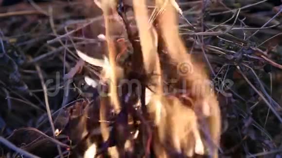 火焰燃烧视频的预览图