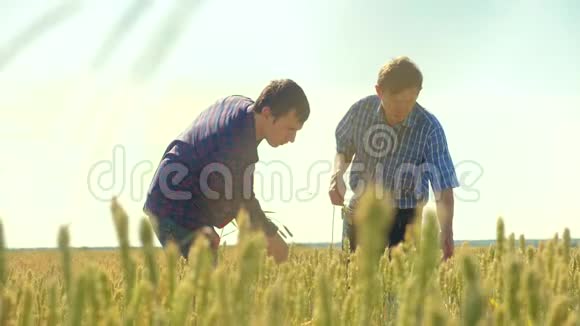 老两个农民正在探索人麦田夏在田麦面包慢动作视频农民视频的预览图