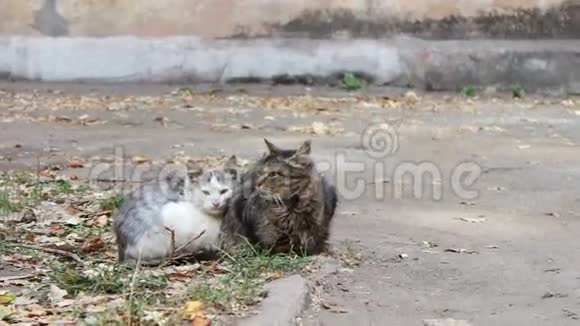 两只无家可归的猫坐在街上视频的预览图