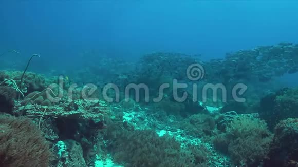 珊瑚礁与一所Snapper4k学校视频的预览图