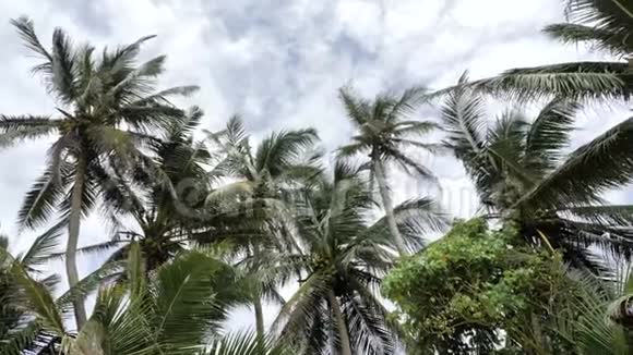 棕榈斯里兰卡观慢运动4K视频的预览图