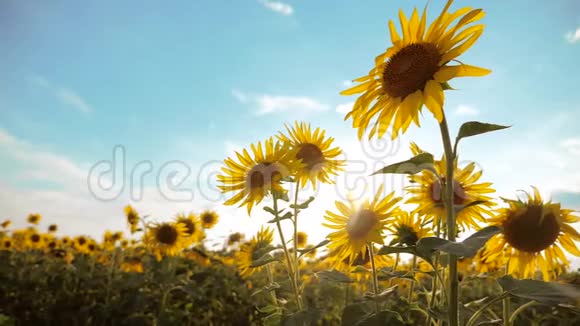 美丽的生活方式向日葵海莲花田的黄花背景上的蓝天景观慢动作视频的预览图