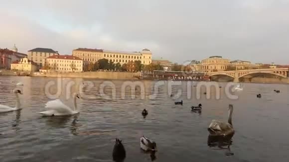 伏尔塔瓦河上的天鹅布拉格的天鹅全景广角老城区和查尔斯桥的景色视频的预览图