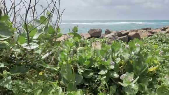 花卉海景慢镜头4k视频的预览图