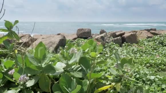 花卉海景慢镜头4k视频的预览图